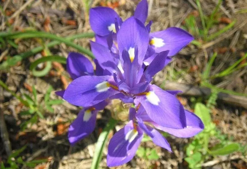 田舎風ホテル El Refugio De Juanar
