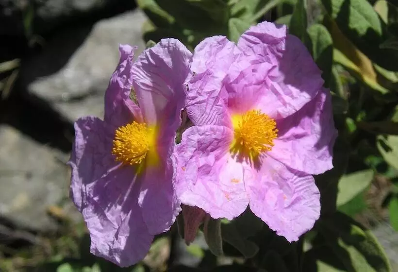 田舎風ホテル El Refugio De Juanar