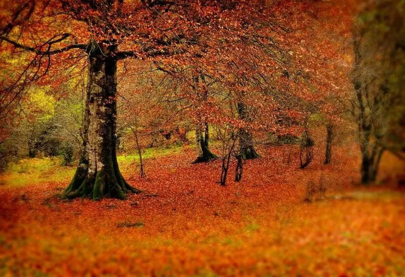 Отель Rural Besaro Selva De Irati