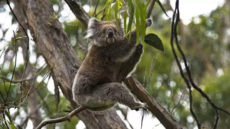 בית מלון כפרי Alpine Motor Inn