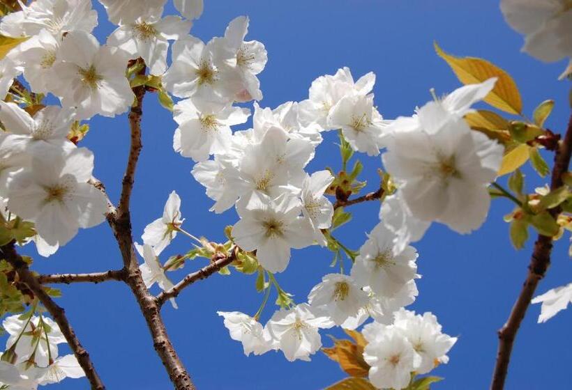 בית מלון כפרי Dom