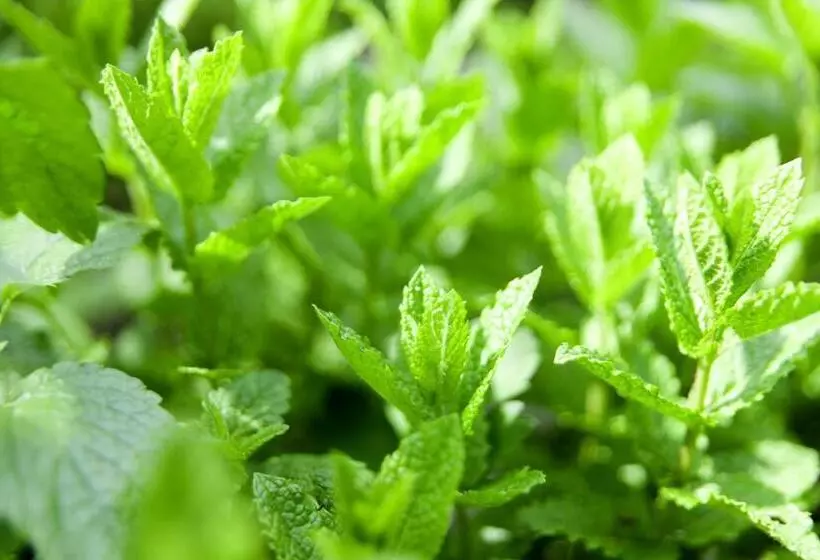 Romantik Hotel Alte Vogtei