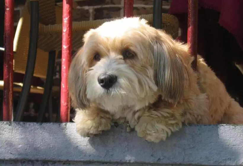 Moselromantik Hotel Zum Löwen