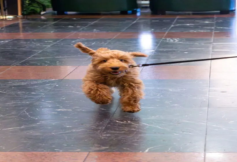 Royal Court Hotel & Spa Coventry