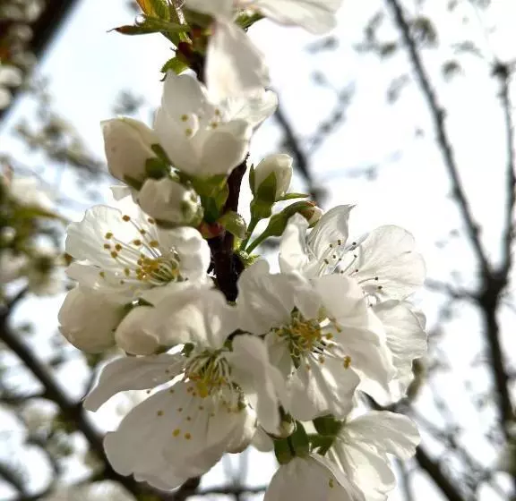 فندق La Torretta