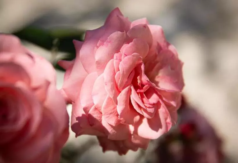 בית מלון כפרי Villa Elisa & Spa