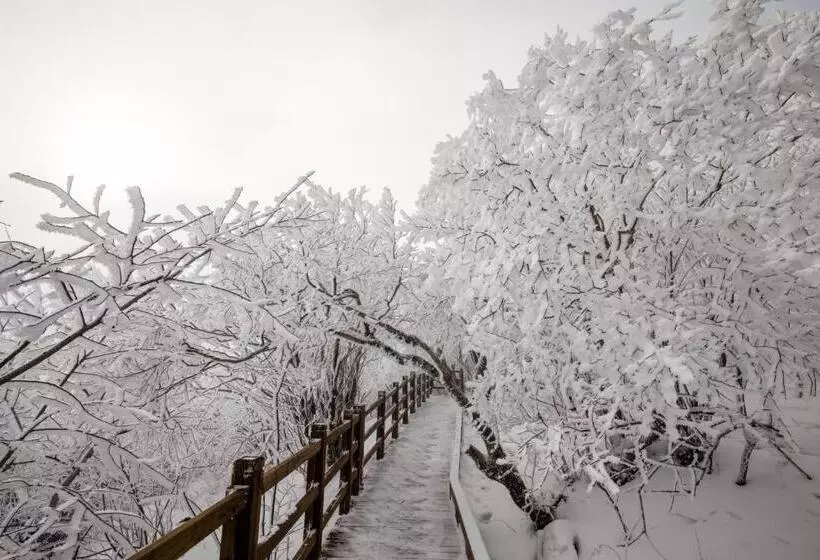 فندق Mona Yongpyong