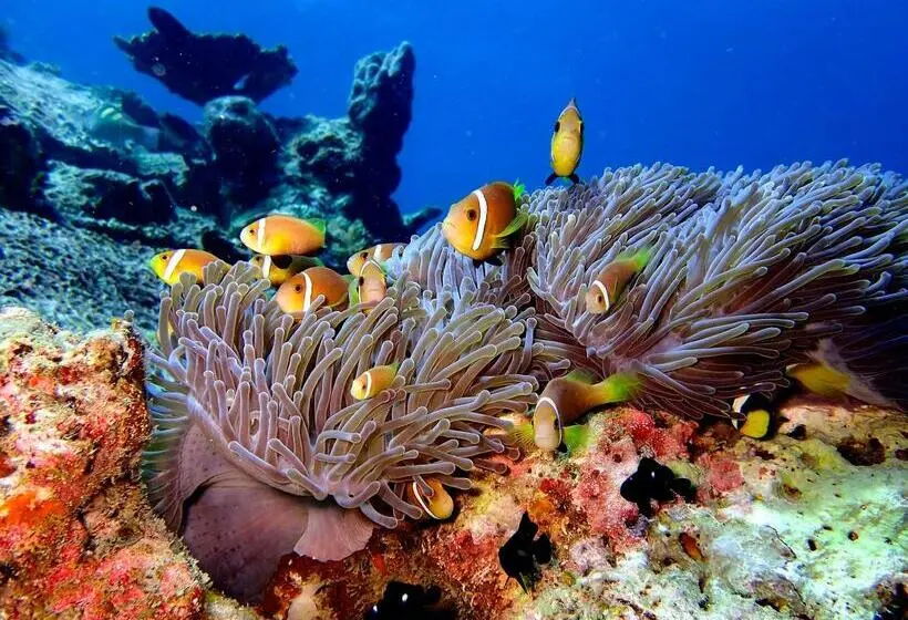 استراحتگاه Eri Maldives