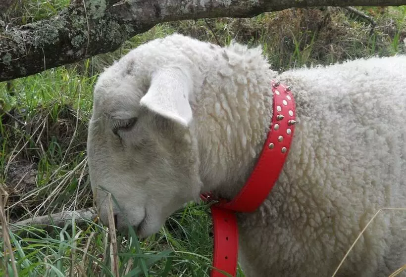 Bay Of Islands Country Lodge Motel