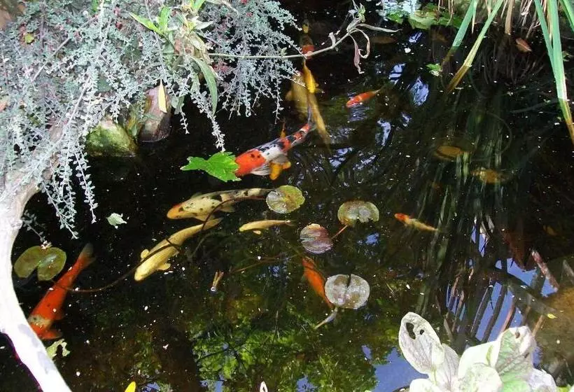 בית מלון כפרי Adelaide Inn