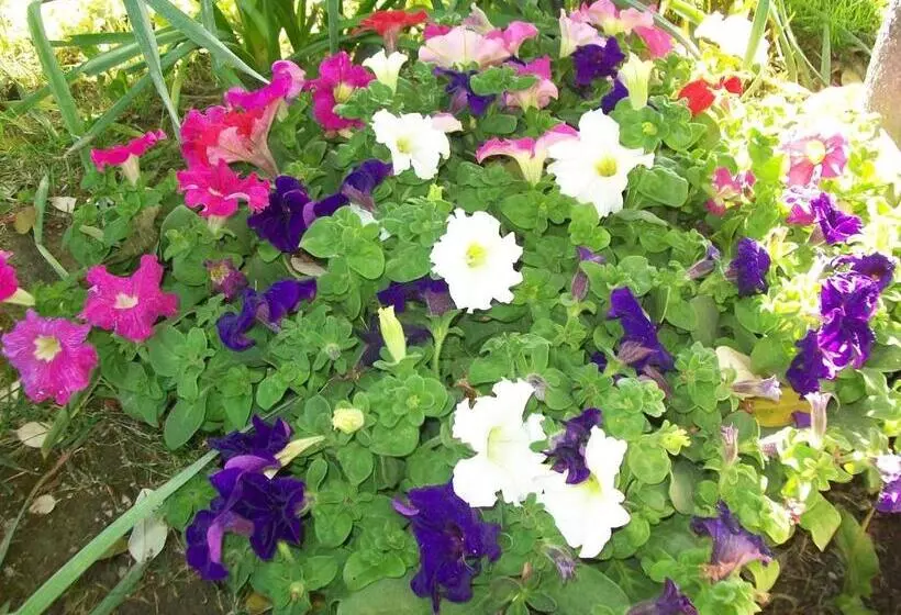 בית מלון כפרי Adelaide Inn