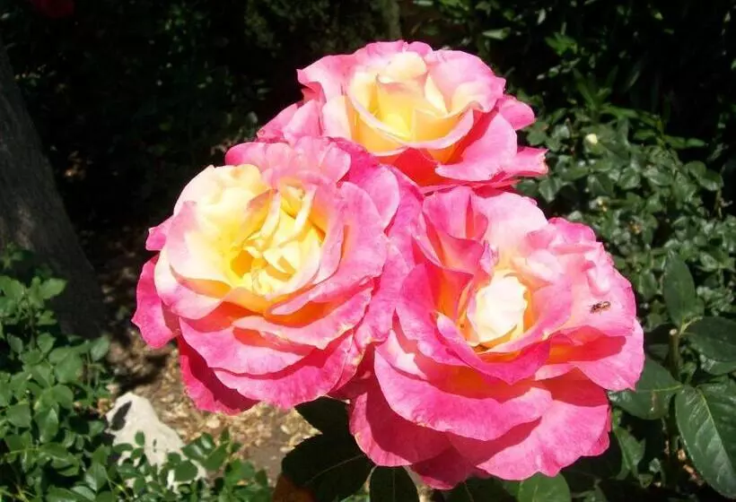 בית מלון כפרי Adelaide Inn