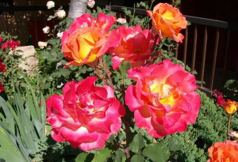 בית מלון כפרי Adelaide Inn