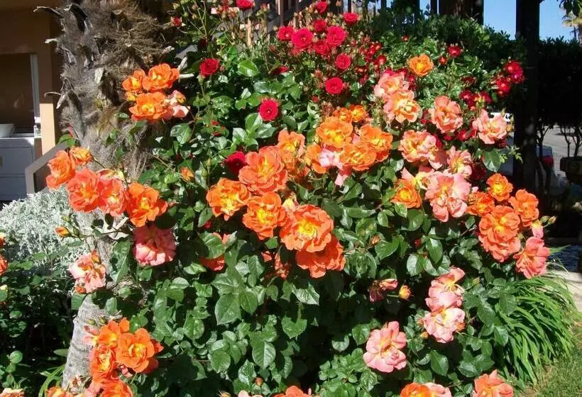 בית מלון כפרי Adelaide Inn