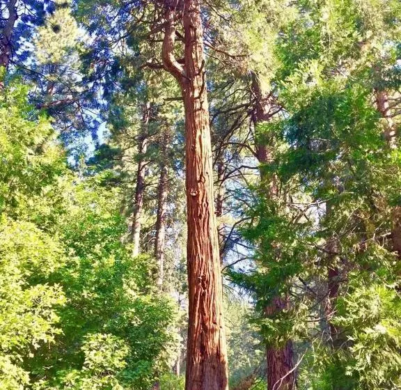 ホテル Club Tahoe Resort