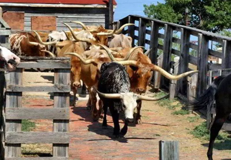 Szálloda Courtyard By Marriott Dallas Fort Worth/bedford