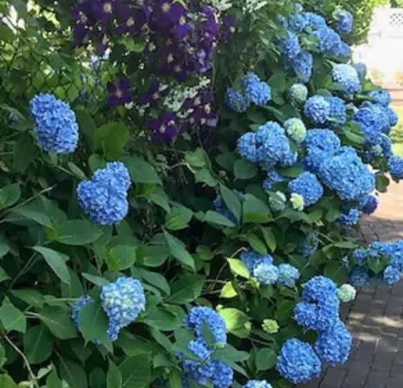 酒店 Queen Anne Inn