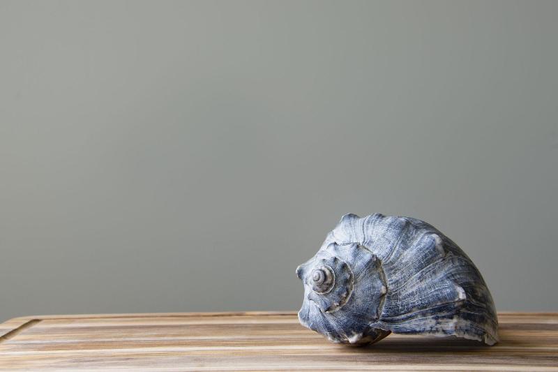 فندق Princess Royale Oceanfront Resort