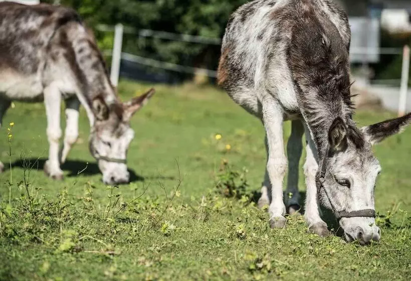 ホテル Strasserwirt   Ansitz Zu Tirol