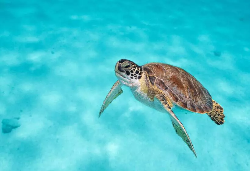 Van Der Valk Plaza Beach & Dive Resort Bonaire