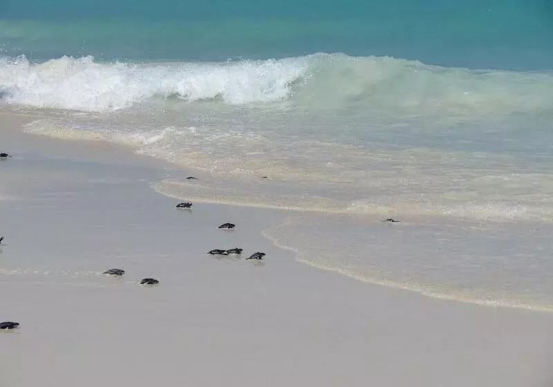 Bucuti & Tara Boutique Beach Resort Adult Only