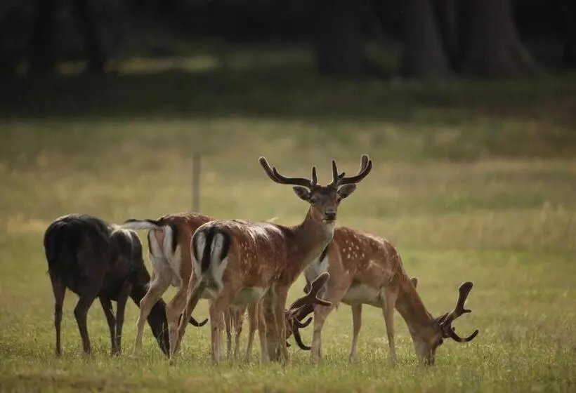 호텔 Brijuni Rooms Karmen