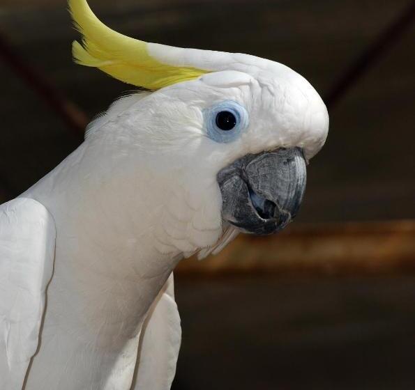 هتل Brijuni Rooms Karmen