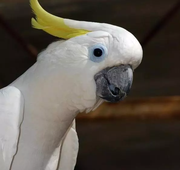 호텔 Brijuni Rooms Karmen