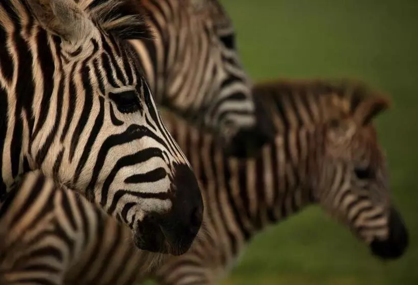 호텔 Brijuni Rooms Karmen