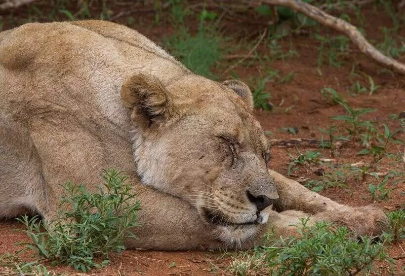 Отель Madikwe River Lodge