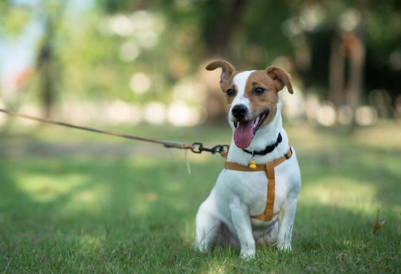 فندق Mayfair Inn