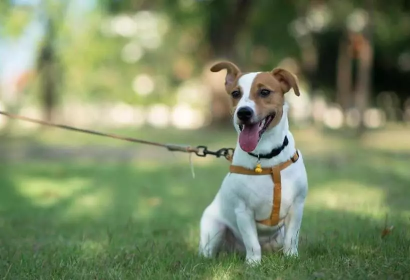 ホテル Mayfair Inn