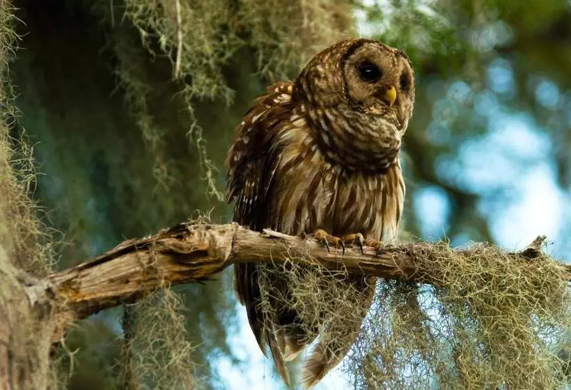 ホテル Mayfair Inn