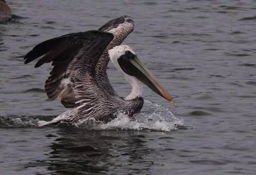 Мотель Marina Inn & Suites Chalmettenew Orleans