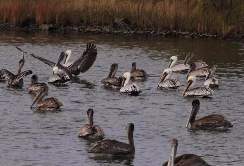 Мотель Marina Inn & Suites Chalmettenew Orleans