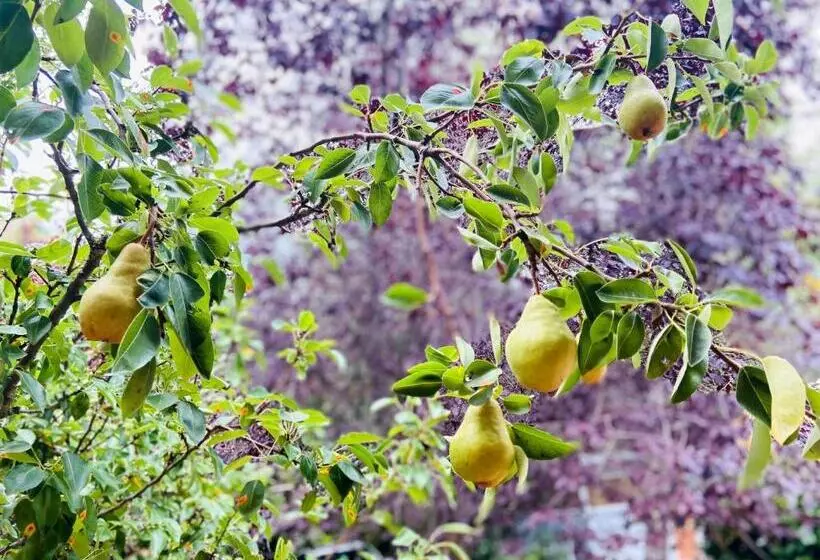 ホテル Wisteria Guest House