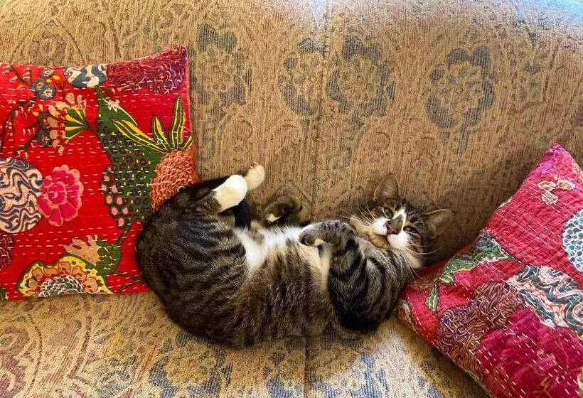 ホテル Wisteria Guest House