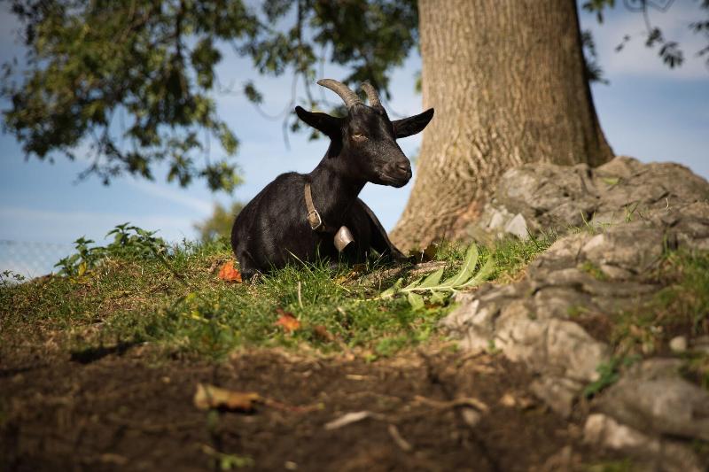 هتل Swiss Holiday Park Resort