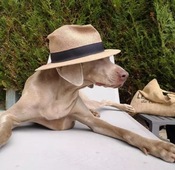 ホテル Le Moulin De Connelles