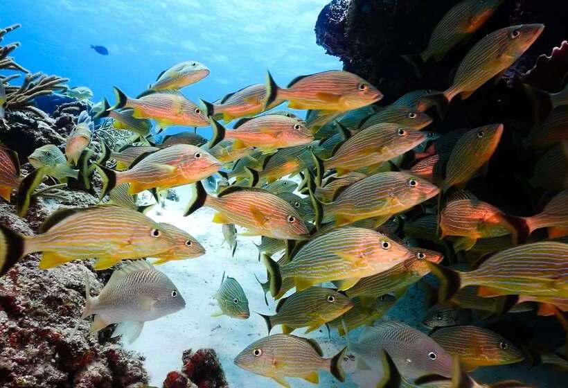 هتل Occidental Cozumel   All Inclusive