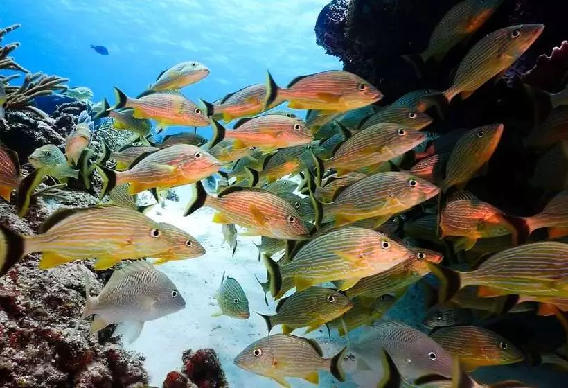 酒店 Occidental Cozumel   All Inclusive