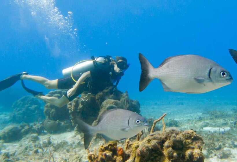 هتل Occidental Cozumel   All Inclusive