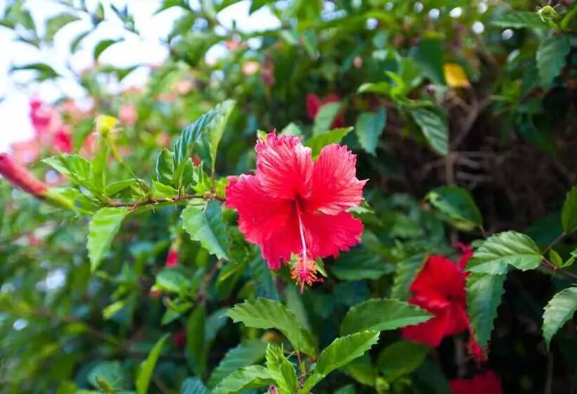 Trinity Beach Pacific