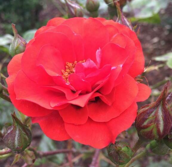 酒店 Hôtel La Belle Etoile