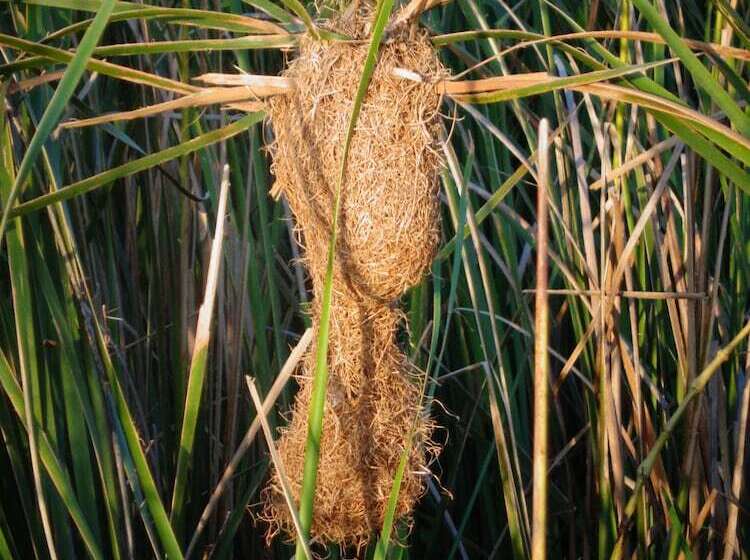 ホテル Jungle House Yala