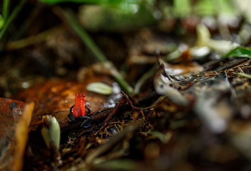 هتل Volcano Gold Loft