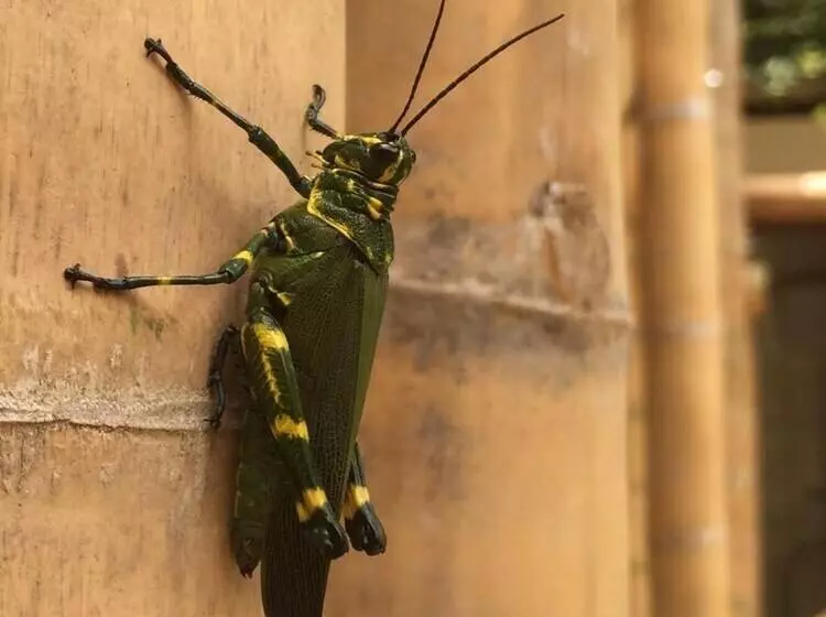 Balaio Hostel Ilha Grande