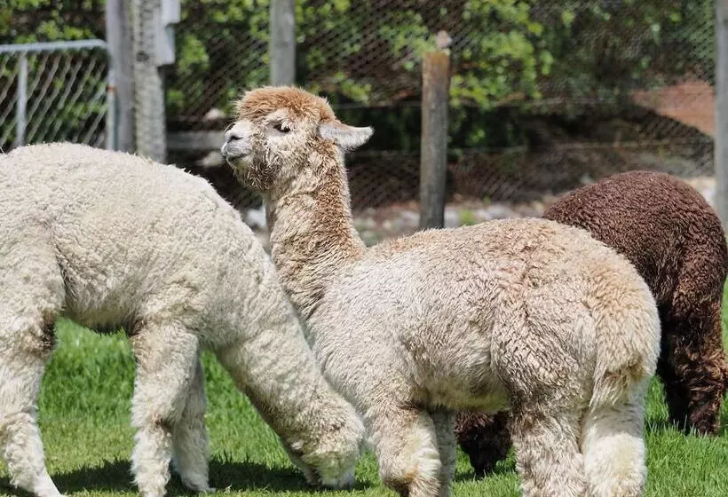 호텔 Shining Star Beachfront Accommodation