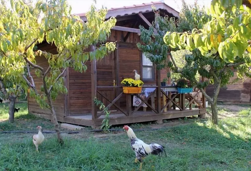 ホテル Salkim Konak Agac Evler