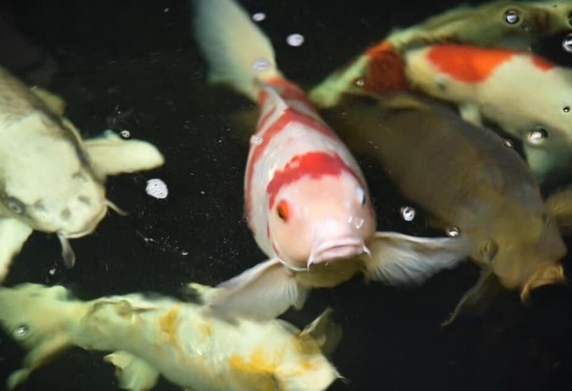 Пансион Rest Time